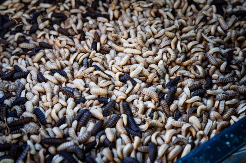 What began in 2019 as a way to reduce the high cost of rearing chickens and ducks has led Liyana to an innovative and sustainable solution - farming Black Soldier Fly Larvae. Photo by Bernama