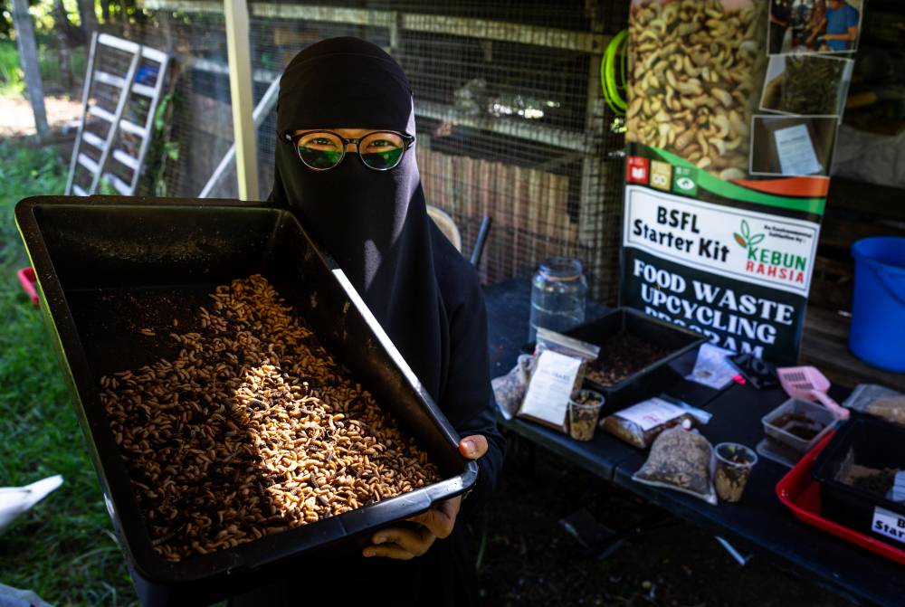 What began in 2019 as a way to reduce the high cost of rearing chickens and ducks has led Liyana to an innovative and sustainable solution - farming Black Soldier Fly Larvae. Photo by Bernama
