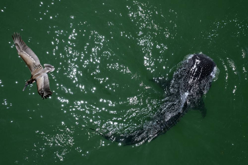 Weather conditions and tidal patterns are key factors influencing whale shark sightings at dive sites. - AFP file photo for illustration purpose only