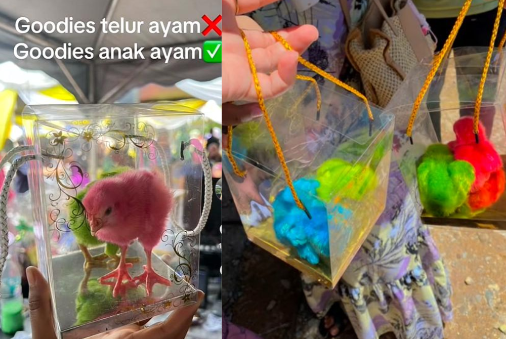 A new wedding trend in Malaysia is catching heat online after videos showed guests receiving tiny live chicks, some dyed neon pink, green and blue as doorgifts. Photo source: Screenshots from social media
