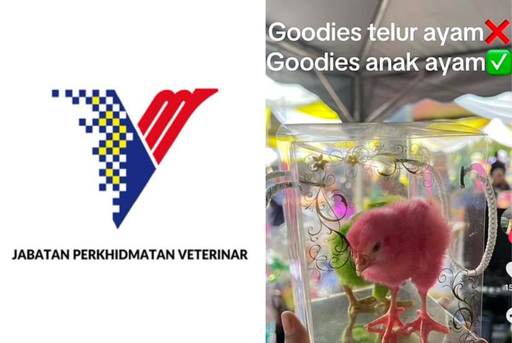 The Department of Veterinary Services (DVS) warned against the growing trend of using live chicks as door gifts at weddings and events, stressing that while it is not directly an offence under the Animal Welfare Act 2015 (Act 772), such practices risk leading to animal neglect and cruelty. Photo source: Social media 