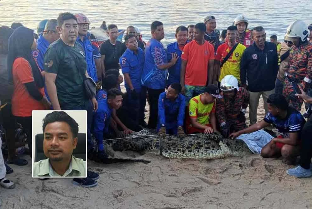 The reptile will undergo a one-week quarantine period there, and if no problems arise, it will be released into its natural habitat nearby under Perhilitan's supervision.