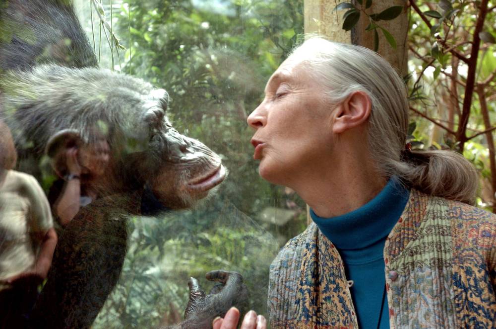 British primatologist Jane Goodall, who studied chimpanzees and became a renowned wildlife crusader, has died aged 91, her institute said on Oct 1, 2025. Photo by Jens Schlueter/DDP/AFP FILE PIX