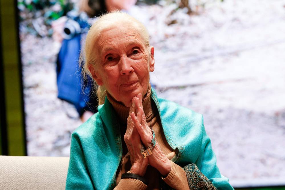 British primatologist Jane Goodall, who studied chimpanzees and became a renowned wildlife crusader, has died aged 91, her institute said on Oct 1, 2025. AFP FILE PIX