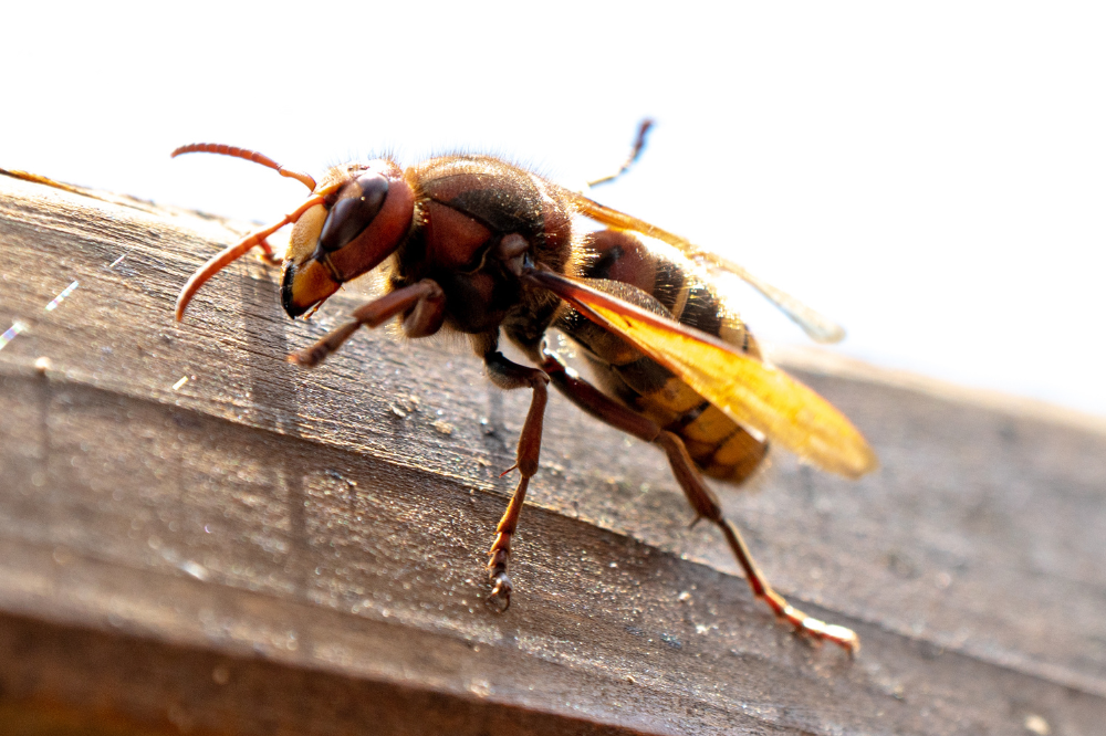 Photo for illustrative purposes only. - Photo: CANVA