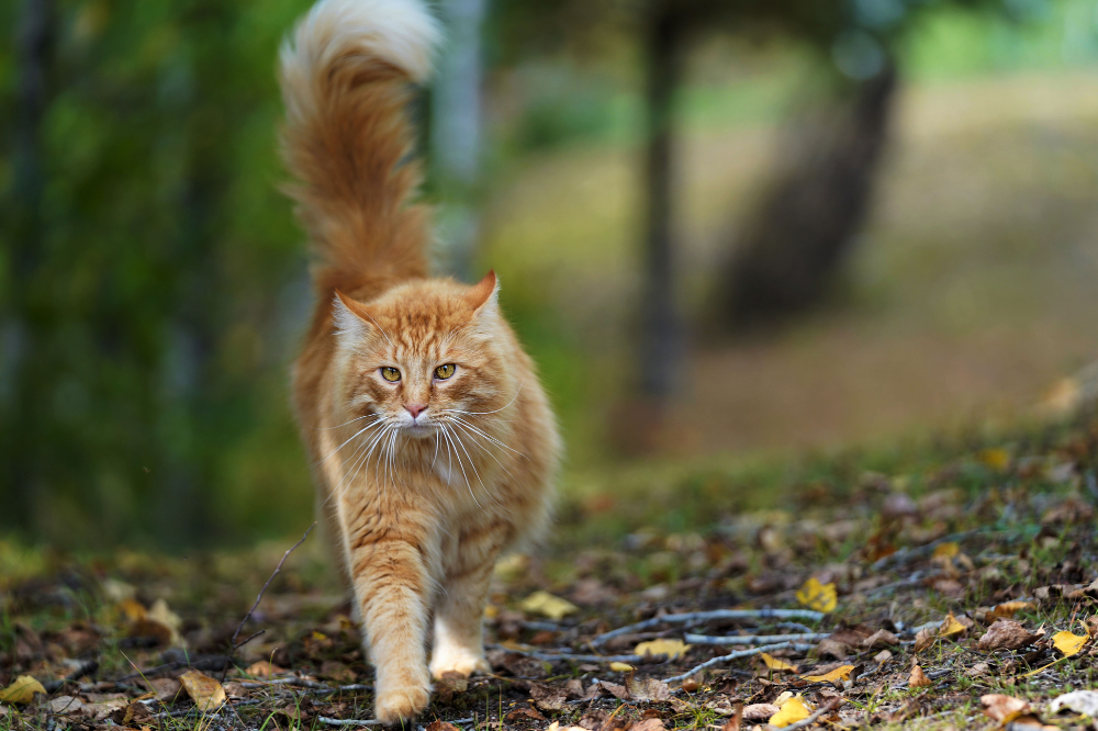 Photo for illustrative purposes only. - Photo: CANVA