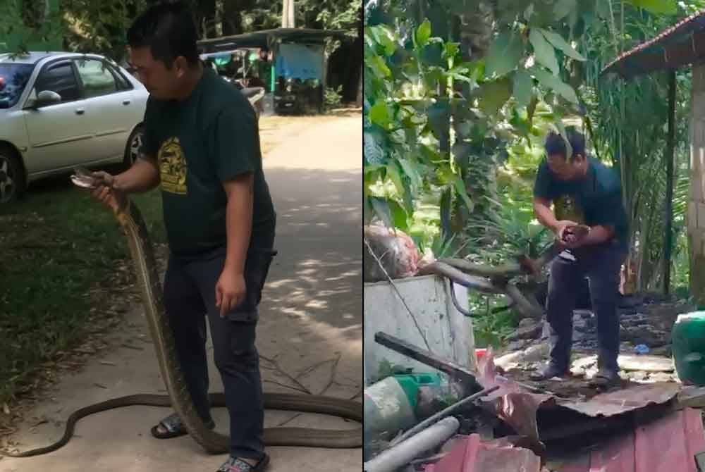 Professional snake handler Mohd Hamdan Mahadi took only 10 seconds to capture a five-metre-long king cobra weighing 12 kilogrammes that was hiding inside an old fridge in Kampung Sungai Embak, Kuala Krai, on Thursday.