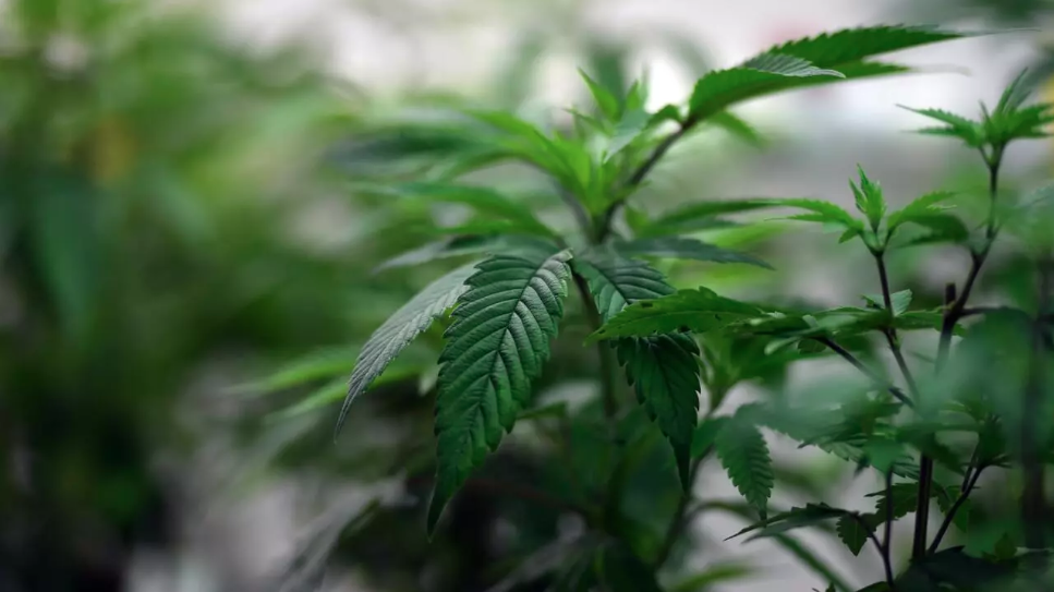 Legalised for medical use in 2016, Australians are estimated to have spent up to $500 million on licit pot last year, according to a think tank. - (Photo by Saeed Khan / AFP / File)