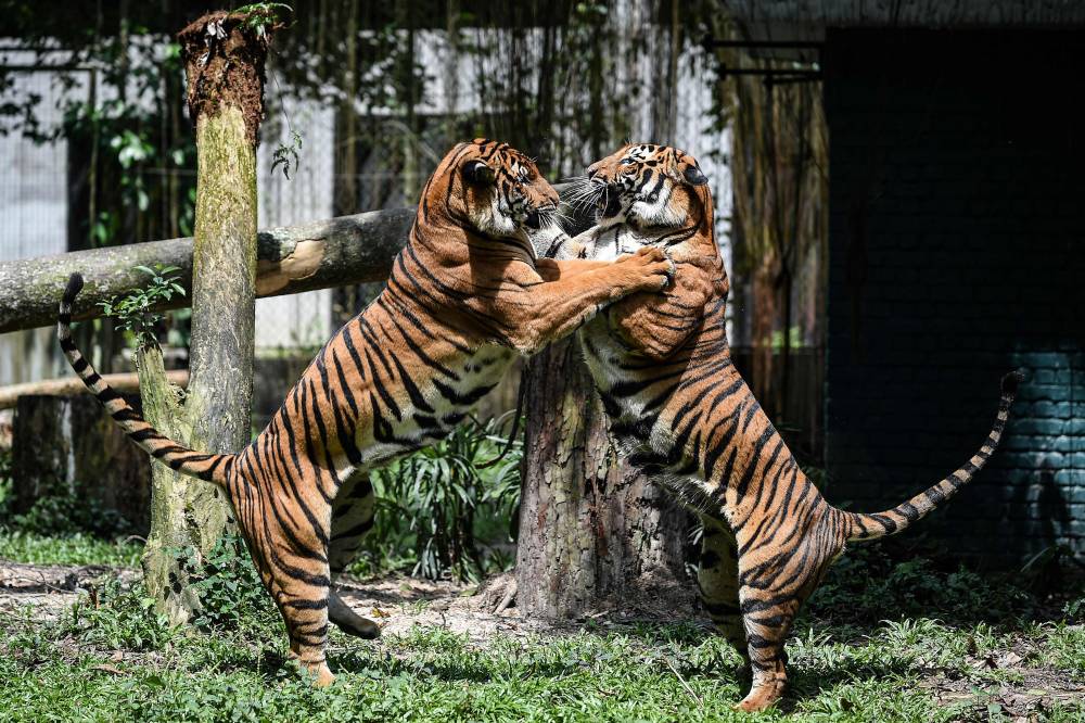 Two Malayan tigers fight at the National Zoo in Kuala Lumpur on November 21, 2017. For two years, Malaysian conservationists tracked a tiger named "Bulan" as she raised four cubs. Then a fatal traffic accident made her another statistic in the country's dwindling population. (Photo by MOHD RASFAN / AFP)