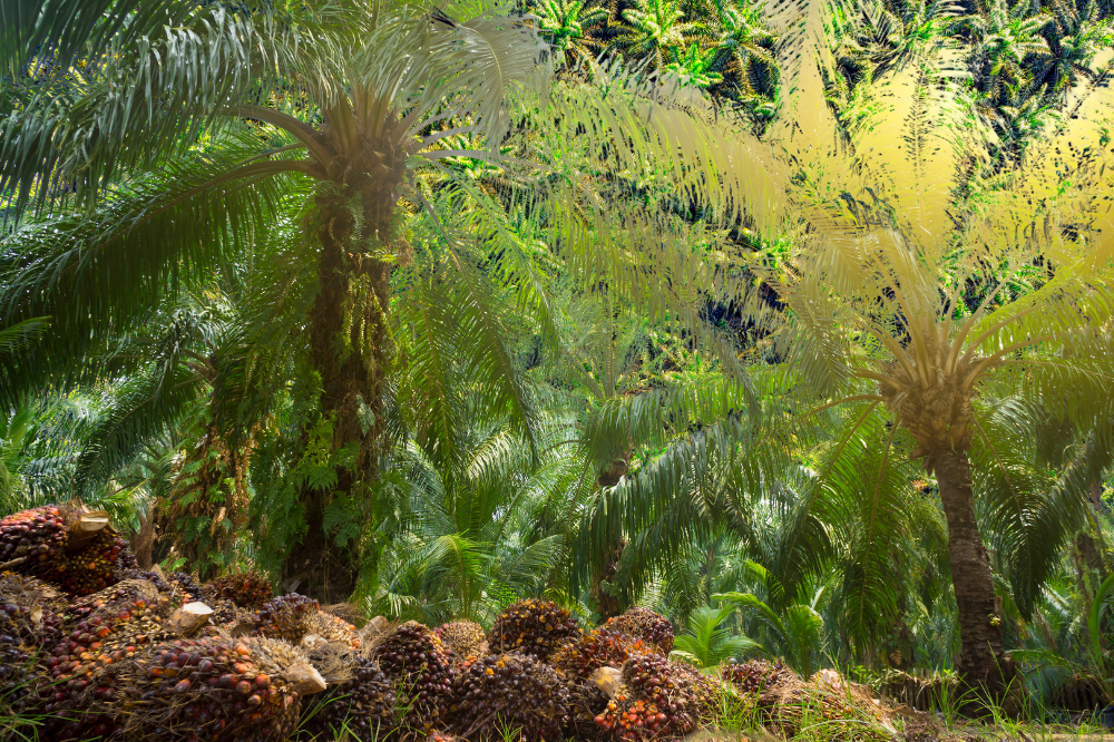 SD Guthrie Berhad has achieved a major milestone, securing the top spot in the 2025 SPOTT palm oil assessment with an exceptional score of 97.5 per cent.