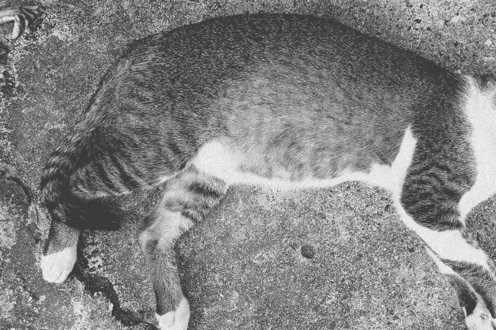 Photo for illustration purposes only.