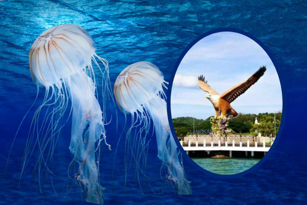 The jellyfish are showing up in moderate numbers, nothing close to a full-blown coastal invasion. Photo for illustrative purposes only. - Edited via Canva