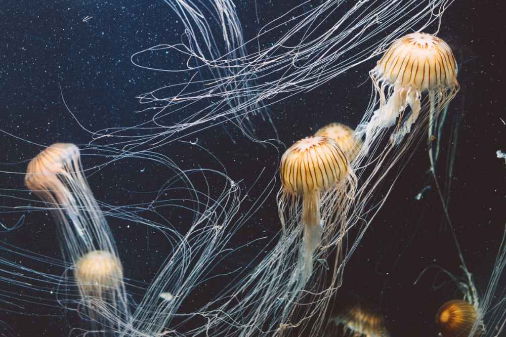 According to the DOF, box jellyfish naturally roam waters from Australia to Southeast Asia. - Canva