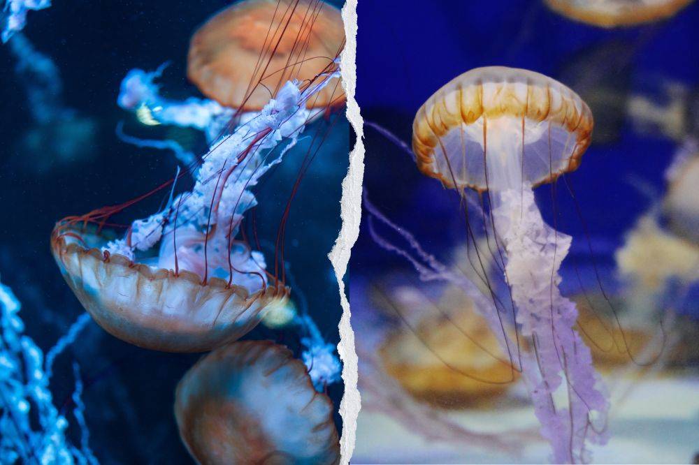 Box jellyfish have been spotted or recorded in several coastal regions, particularly in areas with active marine ecosystems or shallow tropical waters. Photo for illustrative purposes only. - Photo: Canva