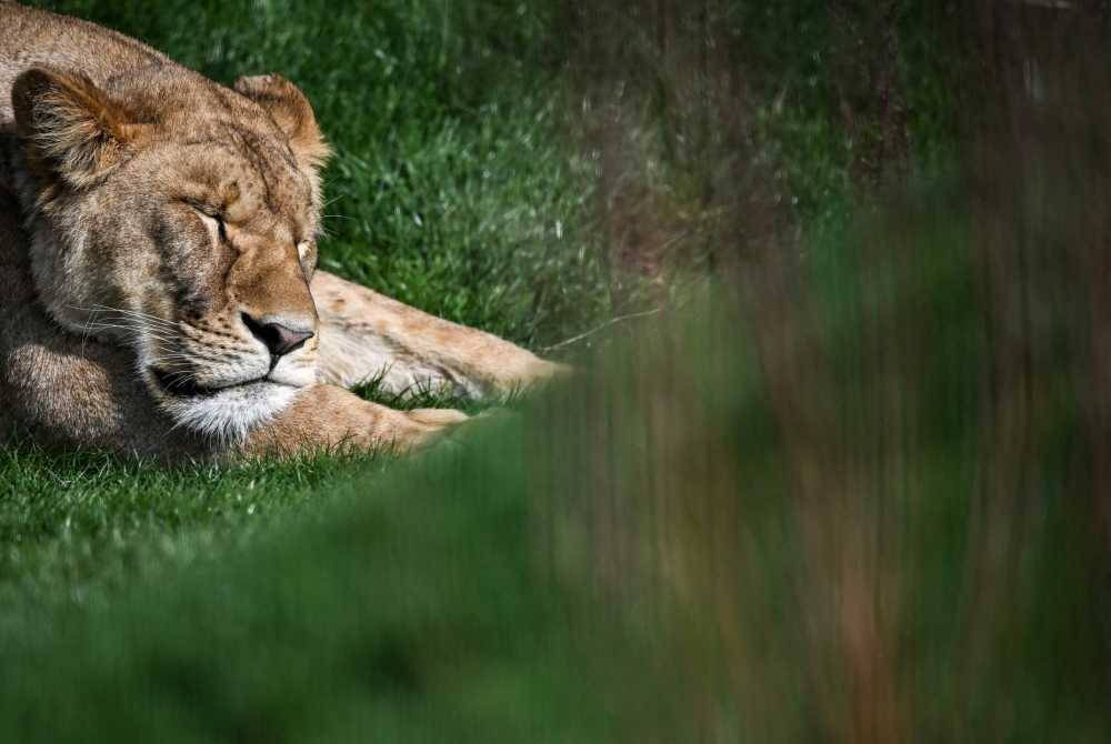 A Brazilian teenager was mauled to death by a lioness in full view of zoo visitors after scaling a six-metre wall and safety fencing and shimmying down a tree into the enclosure, authorities said. - AFP FILE PIX