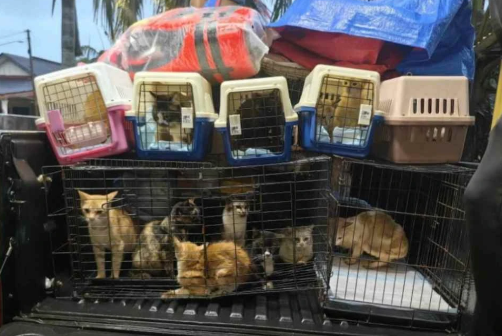 The rescue was carried out over two days from Wednesday with rescue efforts focused on Inderapura and Jalan Teluk Mahang.