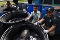 Mohd Zaide said investigations also indicated that all the turtles and softshell turtles were intended to be sold to places of worship for religious rituals, with prices ranging from RM20 to RM200 per animal depending on size. - Bernama photo