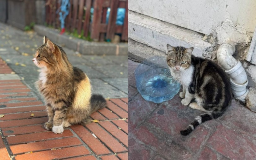 The hundreds of thousands of cats reportedly roaming the streets of Istanbul have also come to be a major draw for tourists. - Bernama photo
