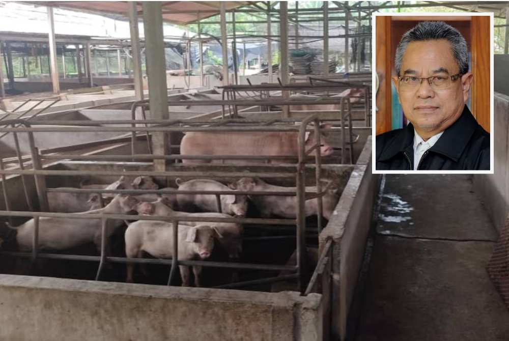 Public Health Medicine specialist Datuk Dr Zainal Ariffin Omar said the spread of swine influenza could occur if biosecurity control was weak, especially since problems at the existing farming site have persisted since 2010.