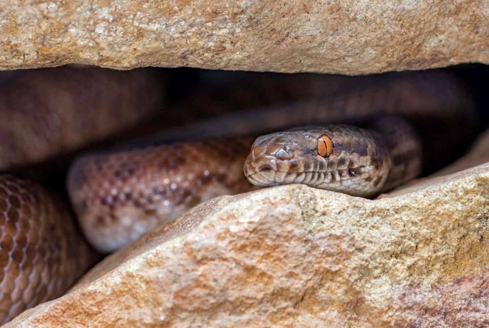 A total of 11,641 snake-catching cases were recorded by the Malaysian Civil Defence Force (APM) in Kelantan throughout last year.