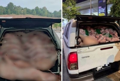 Photo courtesy of Malaysian Border Control and Protection Agency.