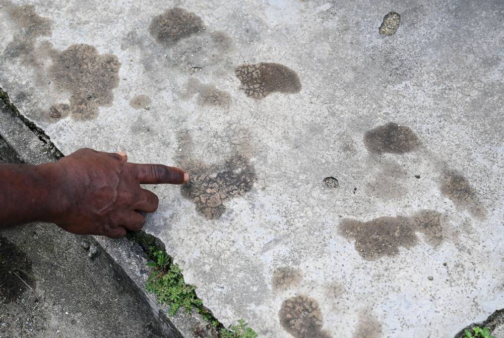 Around 1,300 residents of Kampung Durian Mentangau, near here are on edge after a sun bear has been roaming the village for the past two weeks. Photo by Bernama