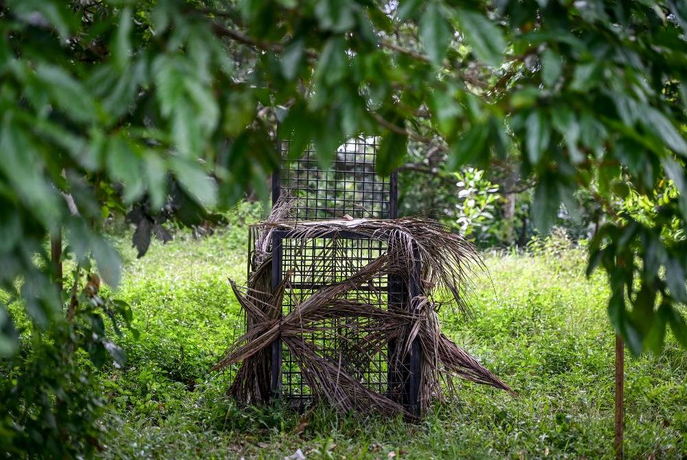 Around 1,300 residents of Kampung Durian Mentangau, near here are on edge after a sun bear has been roaming the village for the past two weeks. Photo by Bernama