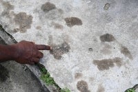 Around 1,300 residents of Kampung Durian Mentangau, near here are on edge after a sun bear has been roaming the village for the past two weeks. Photo by Bernama