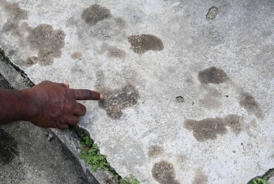 Around 1,300 residents of Kampung Durian Mentangau, near here are on edge after a sun bear has been roaming the village for the past two weeks. Photo by Bernama
