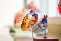 In a world-first discovery, scientists in Australia have found that the human heart can regrow muscle cells after a heart attack, raising hopes for future regenerative treatments for heart failure. Photo for illustrative purposes only - Canva