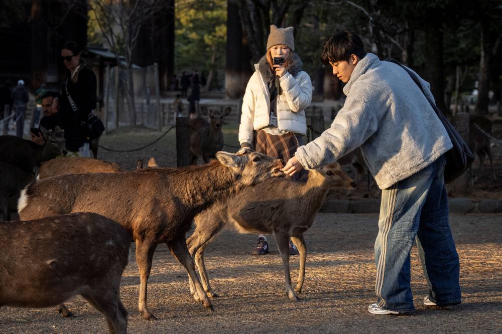 A tourist feeds a deer at Nara park in Nara on January 13, 2026. (Photo by Yuichi YAMAZAKI / AFP)