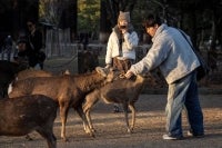 A tourist feeds a deer at Nara park in Nara on January 13, 2026. (Photo by Yuichi YAMAZAKI / AFP)