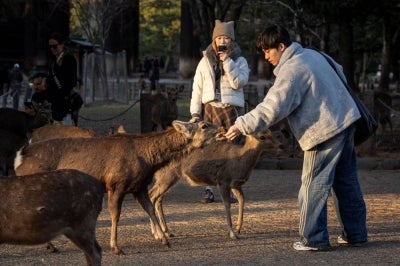 A tourist feeds a deer at Nara park in Nara on January 13, 2026. (Photo by Yuichi YAMAZAKI / AFP)
