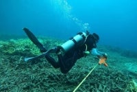 Photo by Reef Check Malaysia CEO, Julian Hyde.