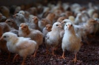Hybrid village chicks reared by married couple Cik Mat Ariffa Che Mat Reduan, and Noor Azlina Bahari at the Free-Range Chicken Rearing Centre in Seri Bandi. - Bernama photo