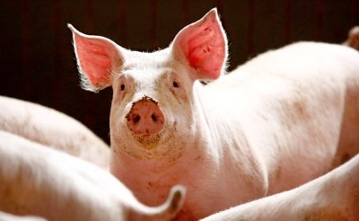 Photo for illustrative purpose only.