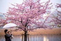 People take pictures with cherry blossom trees at Ueno park during a rainy day in Tokyo on March 12, 2025. - (Photo by PHILIP FONG / AFP)