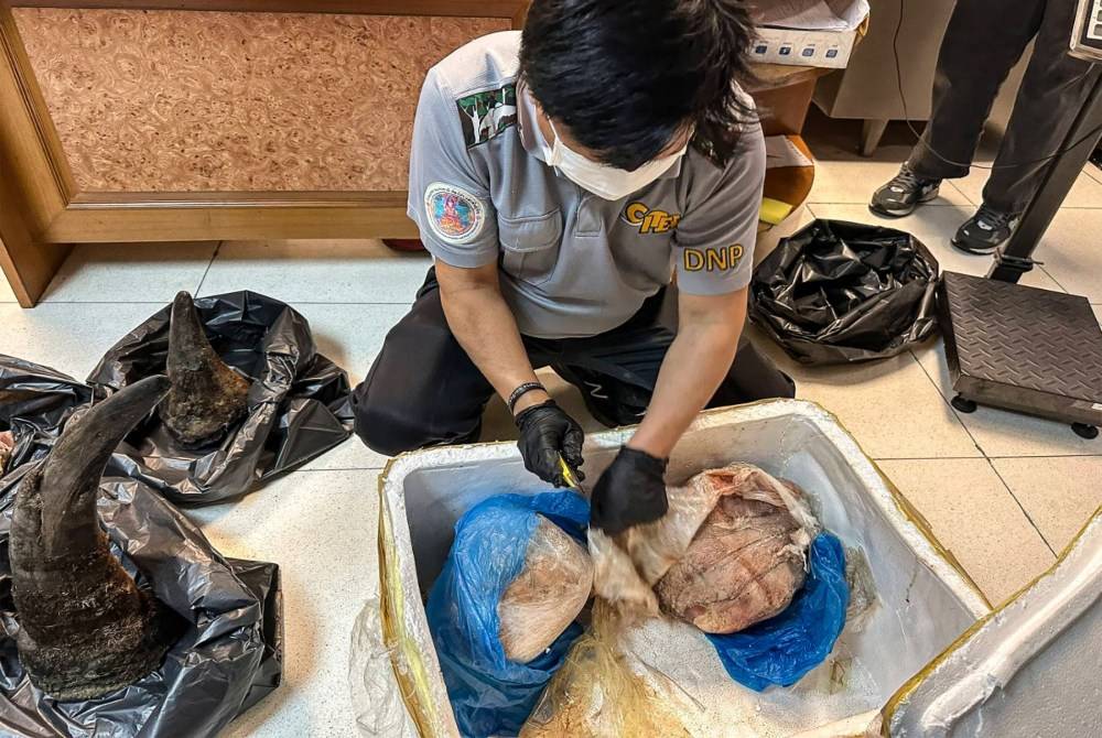This handout photo taken on Feb 9, 2026 and released on Feb 10, 2026 by Thailand's Department of National Parks, Wildlife and Plant Conservation shows rhino horns confiscated by customs from a Vietnamese traveler at Suvarnabhumi International Airport in Bangkok. - (Photo by Handout / NATIONAL PARK, WILDLIFE AND PLANT CONSERVATION DEPARTMENT / AFP)
