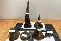 This handout photo taken on Feb 9, 2026 and released on Feb 10, 2026 by Thailand's Department of National Parks, Wildlife and Plant Conservation shows rhino horns confiscated by customs from a Vietnamese traveler at Suvarnabhumi International Airport in Bangkok. - (Photo by Handout / NATIONAL PARK, WILDLIFE AND PLANT CONSERVATION DEPARTMENT / AFP)