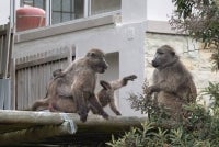 A group of Chacma baboons (Papio ursinus) move through a suburban neighbourhood of Da Game Park near Simon's Town outside of Cape Town on Oct 31, 2024. - (Photo by RODGER BOSCH / AFP)
