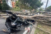 Two women were injured after the multi-purpose vehicle (MPV) they were travelling in was crushed by a fallen tree at Persiaran Tun Arshad Ayub, Section 7, here on Monday.