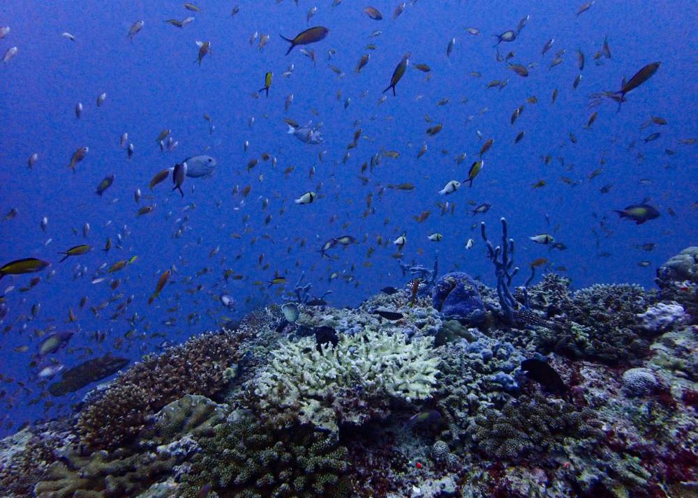 This underwater photo taken in the Maldives on September 26, 2024 shows hard corals and a bleached branch coral (C) surrounded by fish. A global coral bleaching event that began in 2023 has quickly grown to the largest on record, according to a US agency, with the impacted reef area continuing to grow. This includes locations in the northern and southern hemisphere of the Atlantic, Pacific, and Indian Oceans according to the National Oceanic and Atmospheric Administration (NOAA). (Photo by Sarah LAI / AFP)