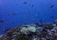 This underwater photo taken in the Maldives on September 26, 2024 shows hard corals and a bleached branch coral (C) surrounded by fish. A global coral bleaching event that began in 2023 has quickly grown to the largest on record, according to a US agency, with the impacted reef area continuing to grow. This includes locations in the northern and southern hemisphere of the Atlantic, Pacific, and Indian Oceans according to the National Oceanic and Atmospheric Administration (NOAA). (Photo by Sarah LAI / AFP)