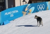 A dog wanders on the ski trail during the women's team cross country free sprint qualification event of the Milano Cortina 2026 Winter Olympic Games at Tesero Cross-Country Skiing Stadium in Lago di Tesero (Val di Fiemme). Photo by Anne-Christine Poujoulat/AFP