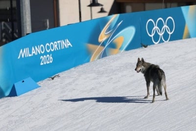 A dog wanders on the ski trail during the women's team cross country free sprint qualification event of the Milano Cortina 2026 Winter Olympic Games at Tesero Cross-Country Skiing Stadium in Lago di Tesero (Val di Fiemme). Photo by Anne-Christine Poujoulat/AFP