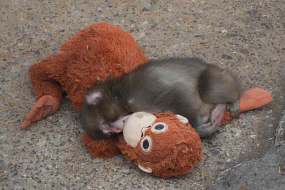 Punch clings tightly to the orangutan plush toy while sleeping. Photo: Agency