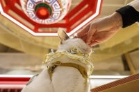In this photo taken on February 3, 2026, a person pats a cat on the head at the Taipei Chonyou Temple, Taiwan’s first temple dedicated exclusively to pets, in Taipei. (Photo by Yu Chen CHENG / AFP)