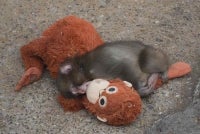 Punch clings tightly to the orangutan plush toy while sleeping. Photo: Agency