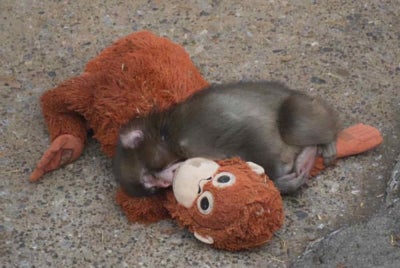 Punch clings tightly to the orangutan plush toy while sleeping. Photo: Agency