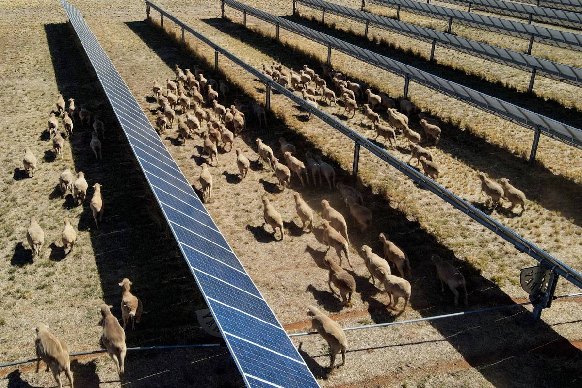 This picture taken on January 19, 2026 shows an aerial view of sheep grazing at the Dubbo Solar Hub, which contains over 30,000 solar panels deployed across approximately 50 hectares at Tom Warren's farm on the outskirts of Dubbo, around 400 kilometres (248 miles) west of Sydney. Australian farmer Tom Warren's solar panels look like any other -- until you spot the dozens of sheep grazing and napping, helping the country transition to green energy and earning him a decent income while doing it. (Photo by Gregory Plesse / AFP)